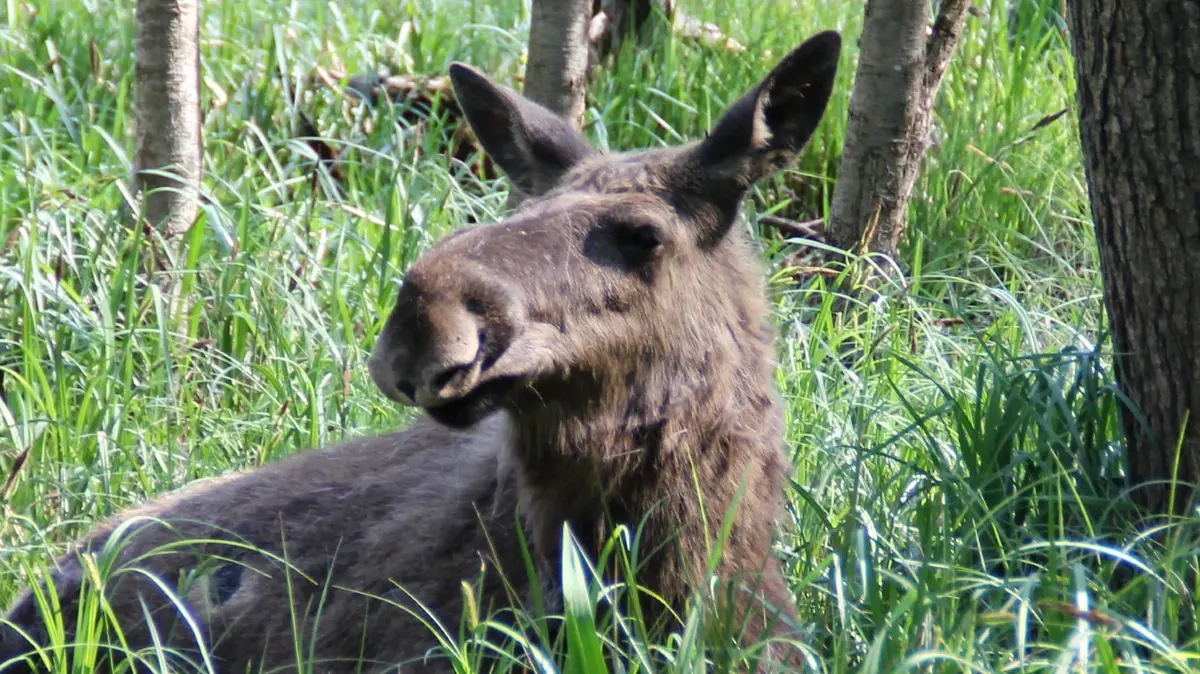 (ohne Überschrift): Elch Hohenbruch Wildtierpark