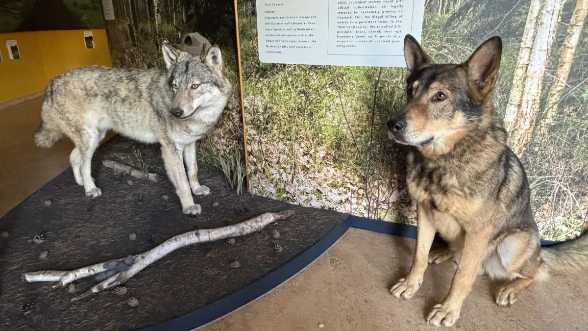 Verwechslungsgefahr: Links der mitteleuropäische Grauwolf als Vorzeigeexemplar in der neuen Wolfsausstellung im Erlichthof Rietschen und rechts das „Maskottchen“ der Wolfsscheune – der tschechoslowakische Wolfshund von Umweltpädagogin Carolin Stern Namens Aron.