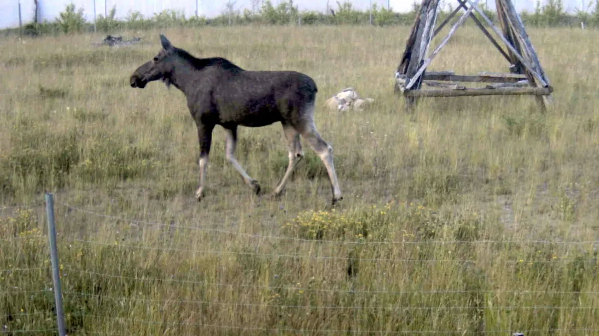 Ein Elch wie dieser ist auf der B168 zwischen Fürstenwalde-Trebus und Beerfelde gefilmt worden. Derartige Wildwechsel sind aus Expertensicht nicht ungewöhnlich.