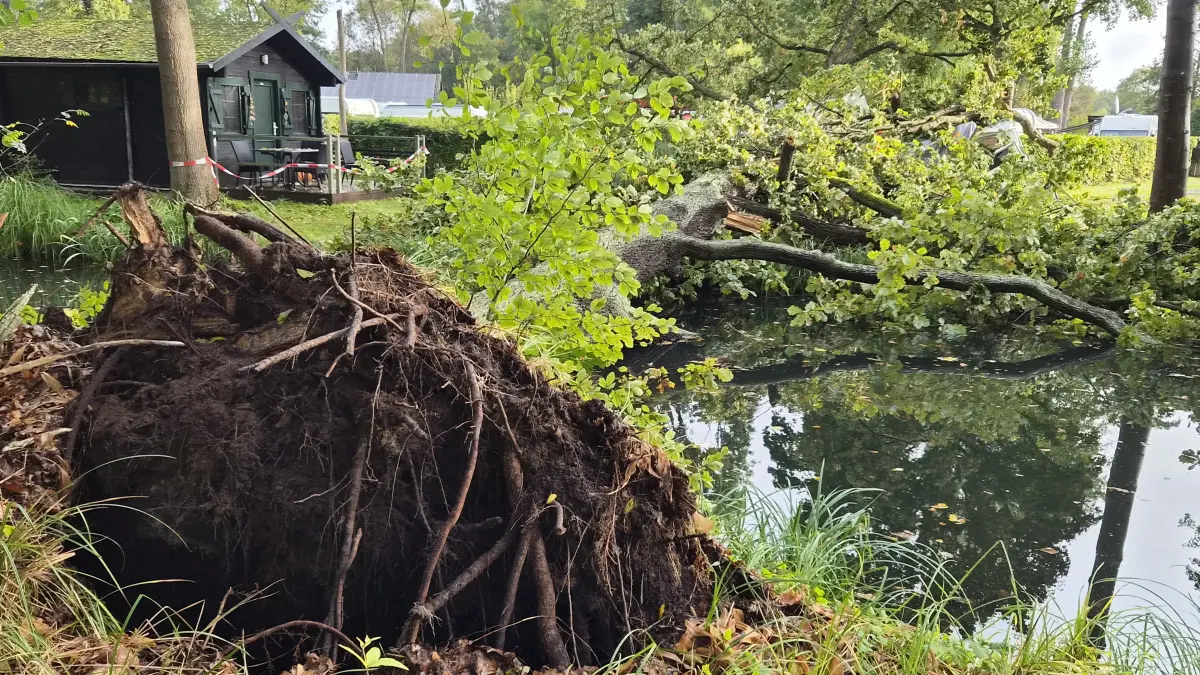 Im Schlosspark in Lübbenau stürzte Dienstagabend (13. Oktober 2026) ein Baum am Fließufer auf den benachbarten Campingplatz. Die Baumkrone begrub einen Wohnwagen unter sich.