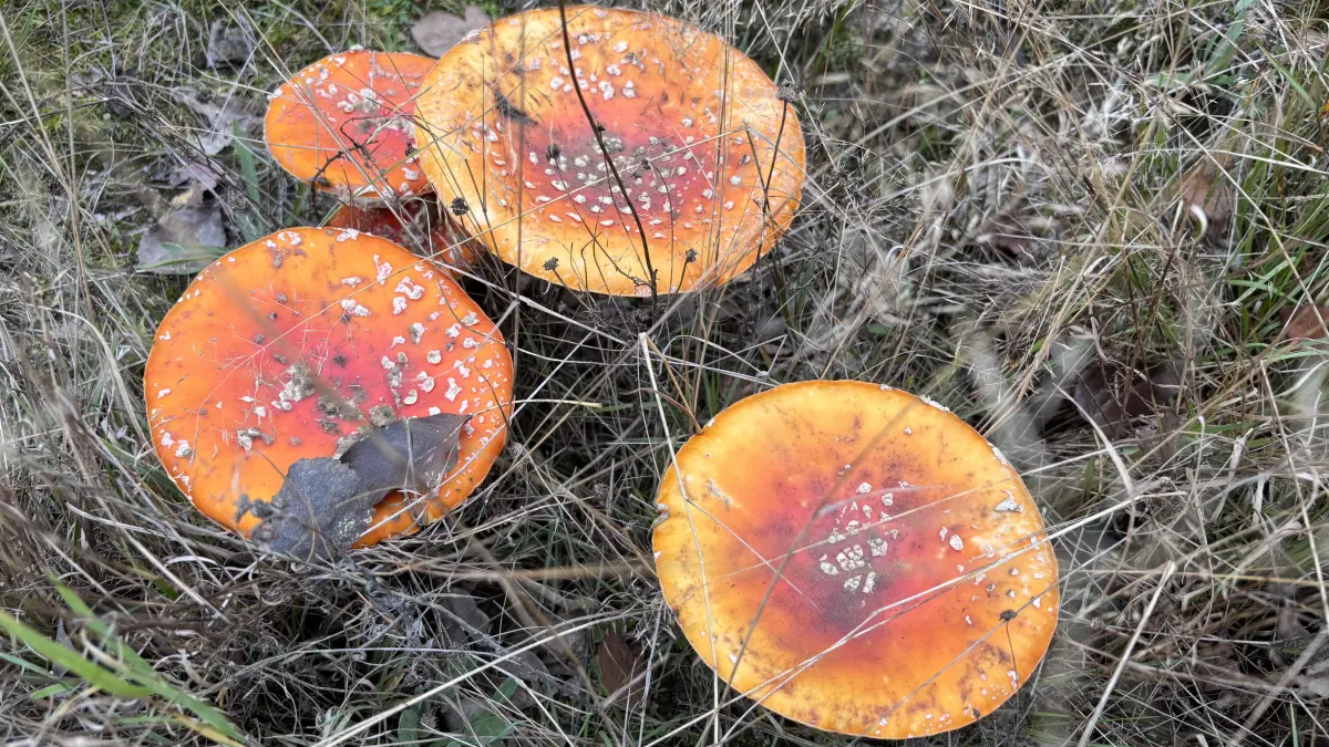 Fliegenpilze zeigen an, wo Steinpilze wachsen. Mittlerweile landen die giftigen Fruchtkörper aber auch selbst immer öfter im Korb der Sammler.