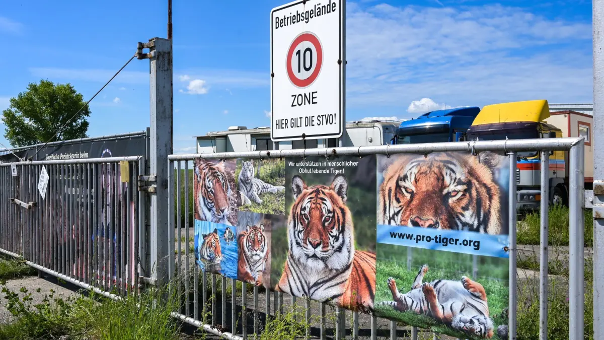 Ausgebrochener Tiger: ARCHIV - 18.05.2026, Sachsen, Schkeuditz: Ein Werbetransparent mit Tigerfotos hängt am Tor zu dem Gelände, wo Tiger gehalten werden. (zu dpa: «Ermittlungen zum tödlichen Tigerausbruch dauern an») Foto: Heiko Rebsch/dpa +++ dpa-Bildfunk +++