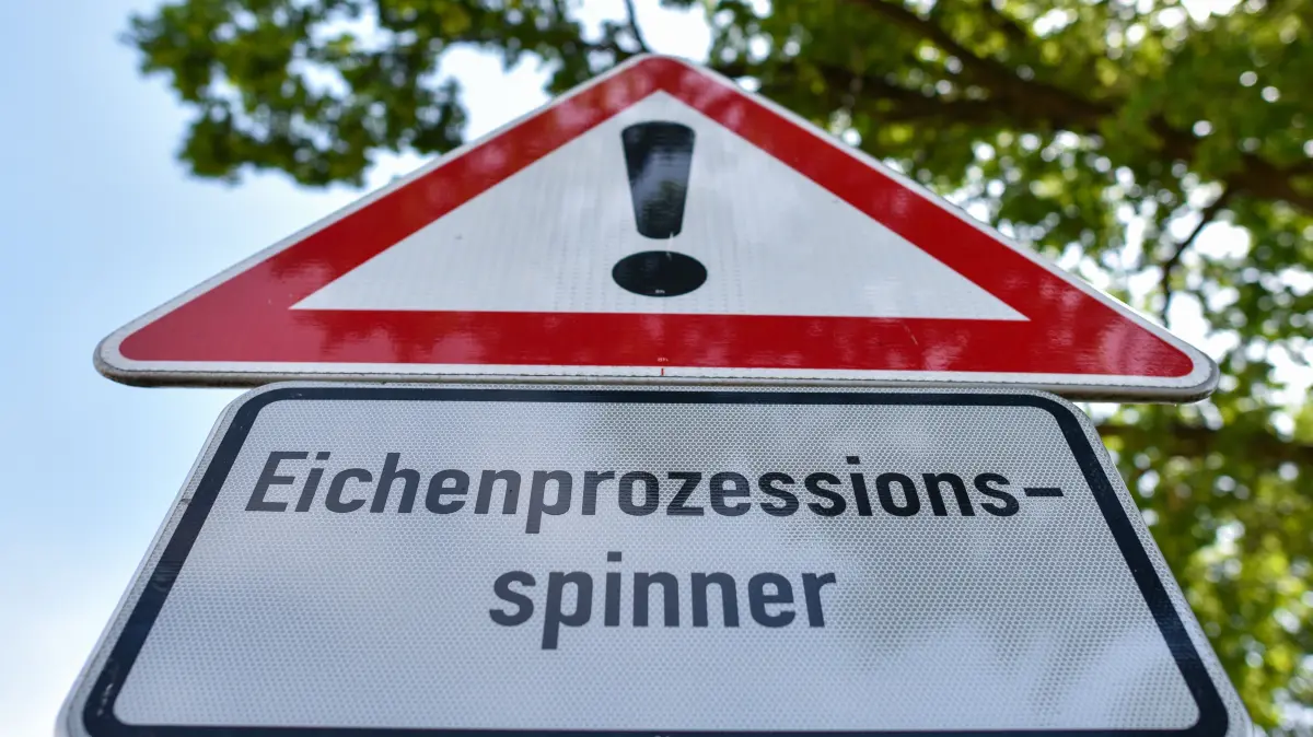 ARCHIV - 22.06.2017, Brandenburg, Lübben: Ein Warnschild mit der Aufschrift «Eichenprozessionsspinner» steht am Anfang einer Eichenallee. Der Eichenprozessionsspinner breitet sich im Nordosten weiter aus. Foto: Patrick Pleul/dpa-Zentralbild/dpa +++ dpa-Bildfunk +++