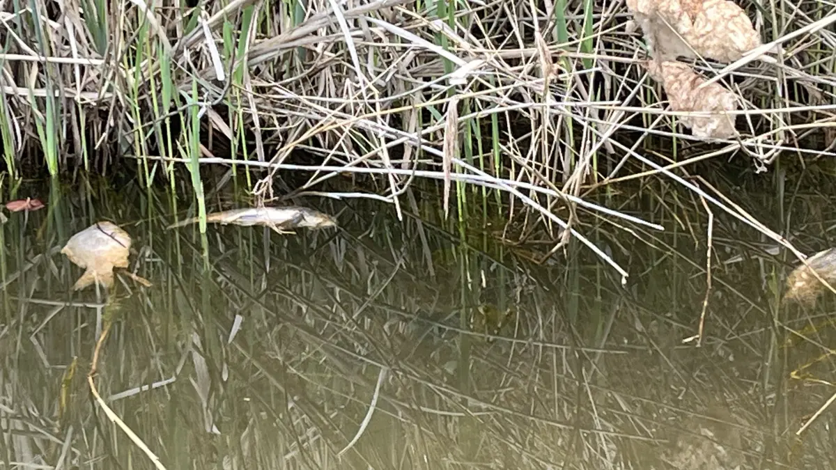 Im Westteich Bad Erna wurden alarmierende pH-Werte gemessen, auch nach der Kalkung bleibt die Versauerung akut. In Doberlug-Kirchhain steht die Sorge um Fische, Pflanzen und Badequalität im Raum. Ist auch der Badestrand betroffen?