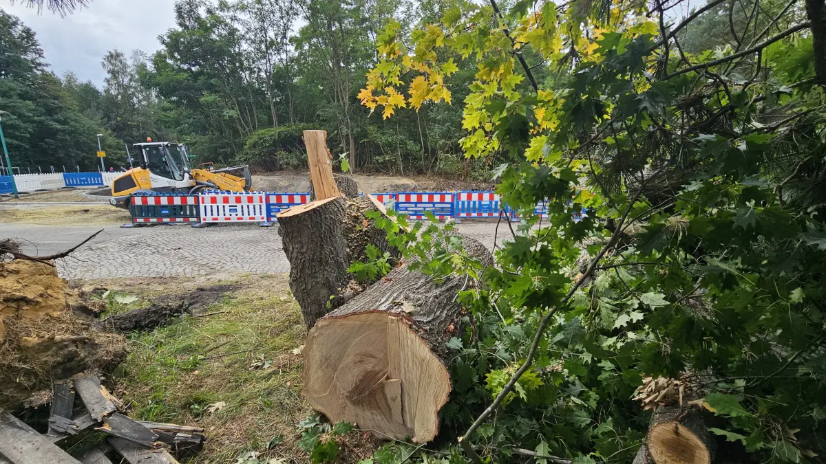 Die gefällte Roteiche liegt neben der Baustelle der Werkstraße in Spreetal.