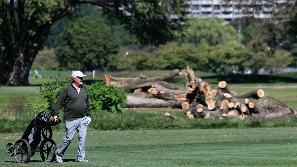 US-POLITICS-TRUMP-WASHINGTON-GOLF: A golfer walks on the course in front of cut down trees at East Potomac Golf Links near Hains Point in Washington, DC, October 19, 2026. US President Donald Trump on October 18, 2026, unveiled his plans for overhauling a beloved municipal golf course in the US capital, a project already mired in a contentious legal fight. On Truth Social, Trump posted a mockup of an 18-hole course which would dramatically change the historic East Potomac Golf Links, saying construction is set to start in November. A federal judge last week excoriated the Trump administration for cutting down hundreds of trees at the golf course with less than a day's notice, in an apparent circumvention of her previous order requiring prior notification of such work. (Photo by SAUL LOEB / AFP)