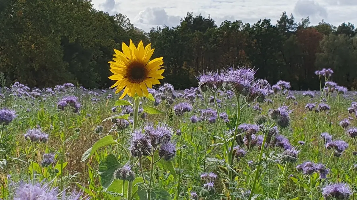 In Violett und Gelb präsentiert sich derzeit ein Feld neben der Staatsstraße S234 bei Bergen. Mit den Pflanzen hat es eine besondere Bewandtnis.