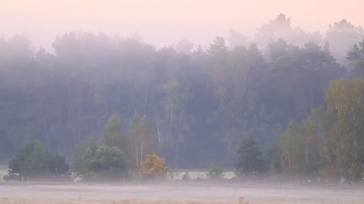 Das Biosphärenreservat Schorfheide-Chorin im Nebel. Eine Neuregelung der Schutzordnung könnte zum Verlust des Unesco-Status führen, fürchtet Grünen-Politiker Michael Keller.