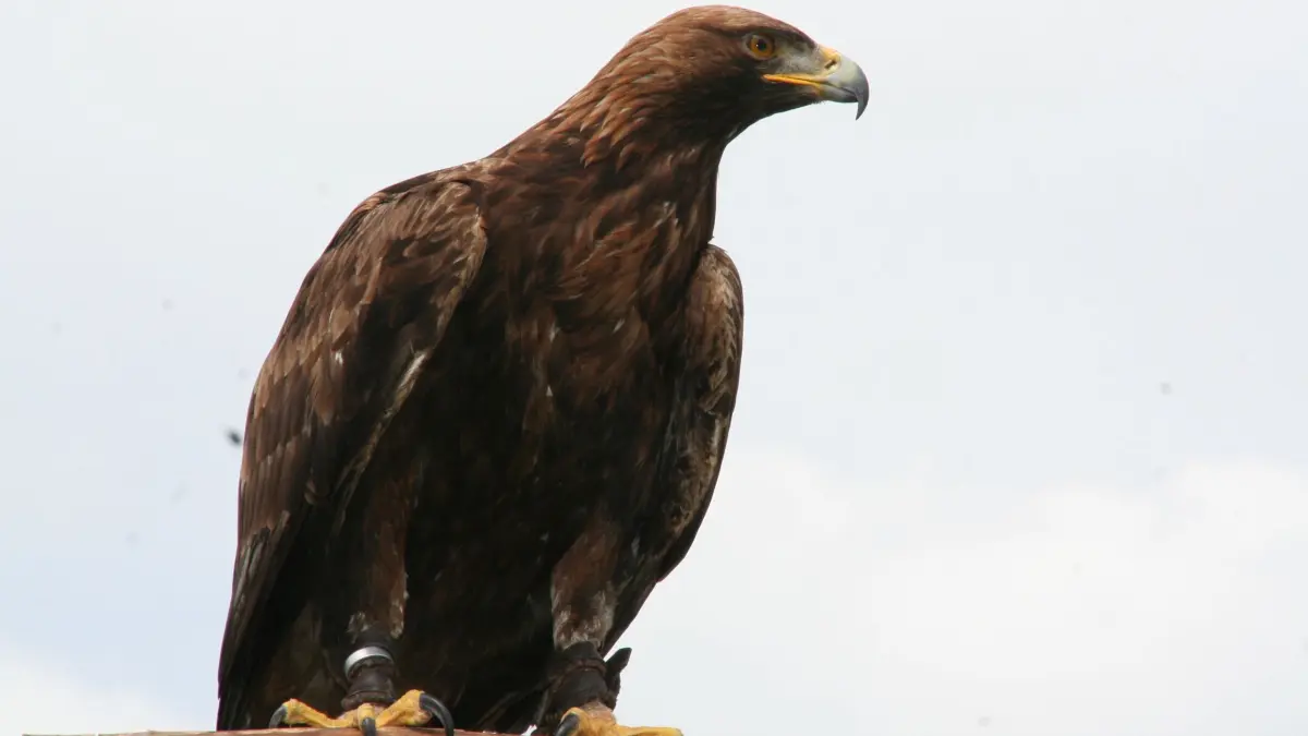 Steinadler