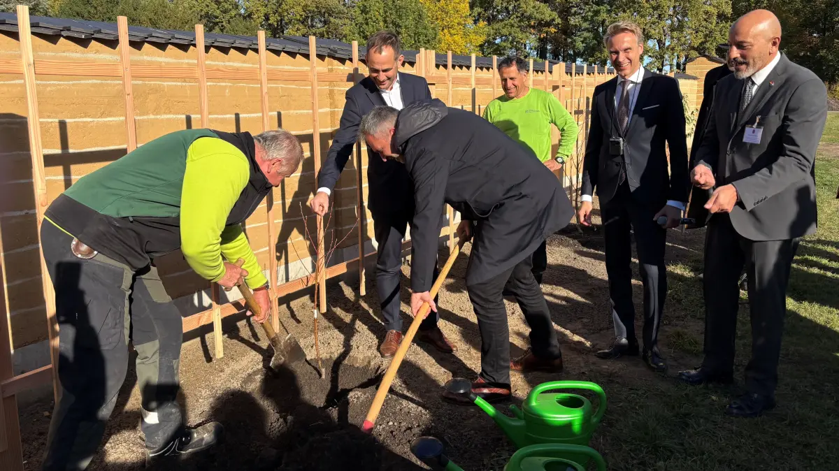 Gemeinsam pflanzen der Cottbuser Oberbürgermeister (in der Mitte) und Patrice Bessac, der Bürgermeister der französischen Stadt Montreuil (hinter ihm links), am 22. Oktober 2026 einen Pfirsichbaum im Branitzer Park.