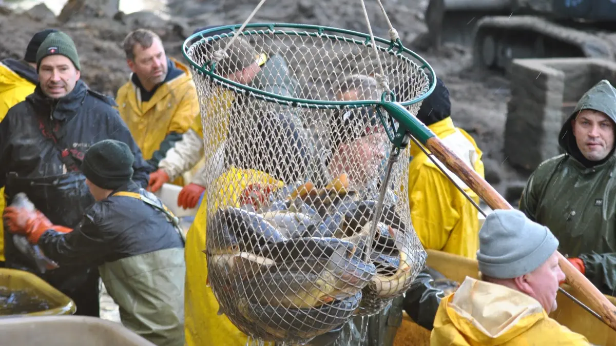 Volle Netze, gute Stimmung, traumhafte Kulisse: Das Abfischen des großen Maasdorf-Thalberger Teiches vor den Toren der Stadt Bad Liebenwerda ist ein kleines Volksfest. Weshalb diesmal Wissenschaftler nach Thalberg gekommen waren.