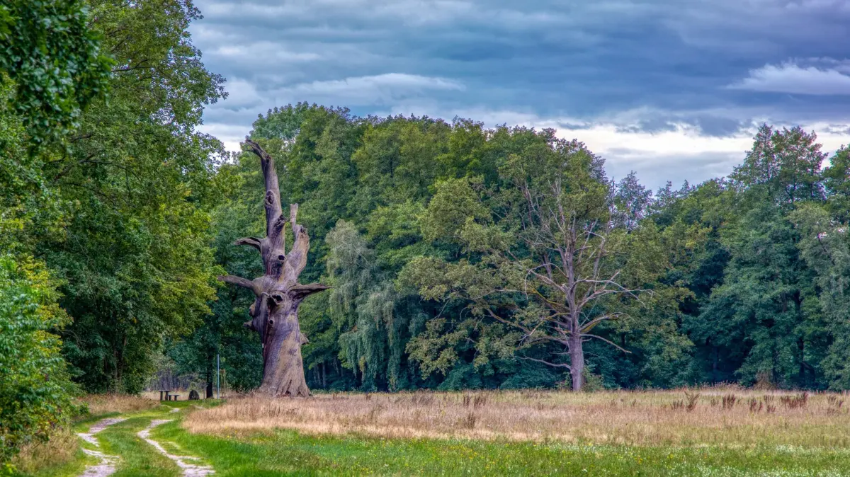 Byttna-Wanderweg in Straupitz mit Blick auf die Florentineneiche.