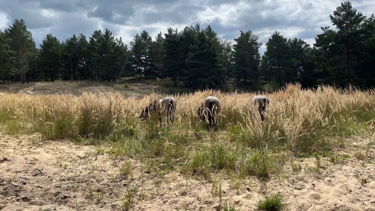 Die Tiere bevorzugen unterschiedliche Pflanzen. So entsteht ein abwechslungsreiches Vegetationsbild mit offenen Bodenstellen rund um den Weißen Berg bei Bahnsdorf.